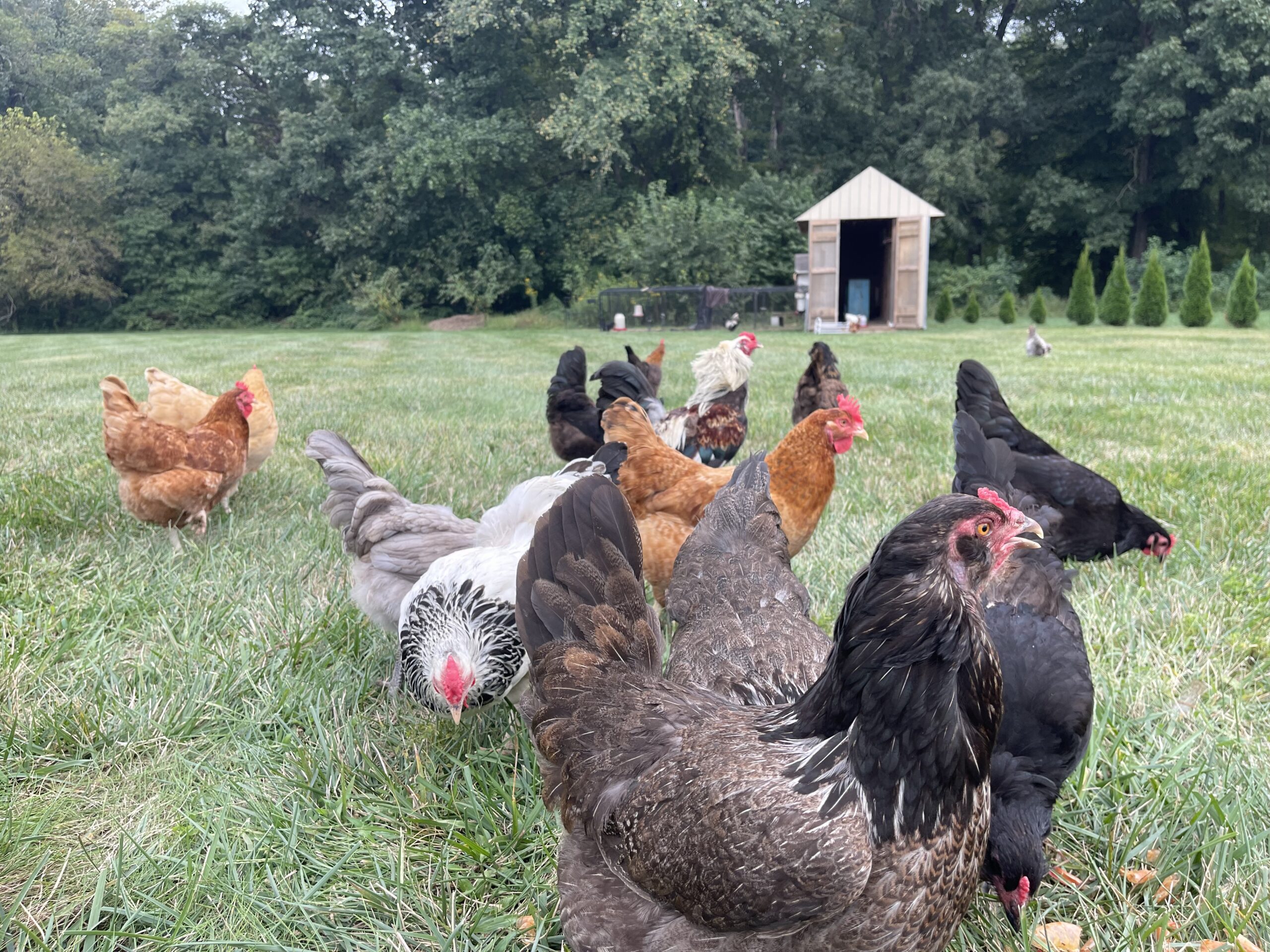 Chickens free-ranging in Queen Anne's County. (Madison Korman/Capital News Service)