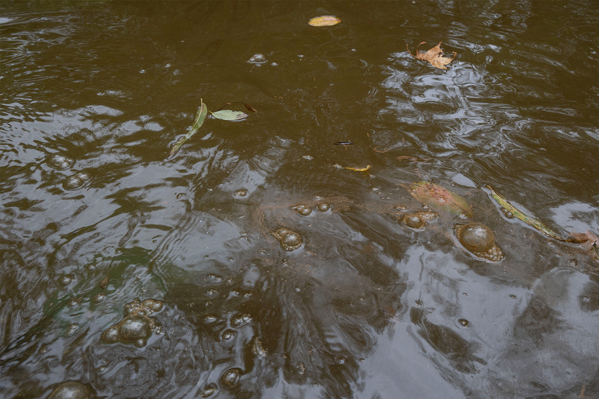 Brown and murky water along Foster Branch that leads into the Gunpowder River. Bubbles are visible at the water’s surface.