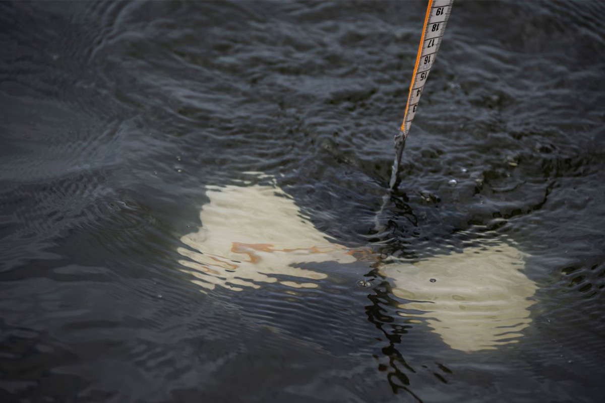 A round black and white disk called the Secchi disk dropped into the Gunpowder River to measure how murky the water is. The disk sits below the surface, showing murky water. 