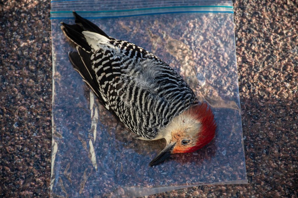 A deceased red bellied woodpecker is placed on top of a plastic sandwich bag, on the ground. It will be stored in the bag until taken to the Smithsonian Museum of Natural History.