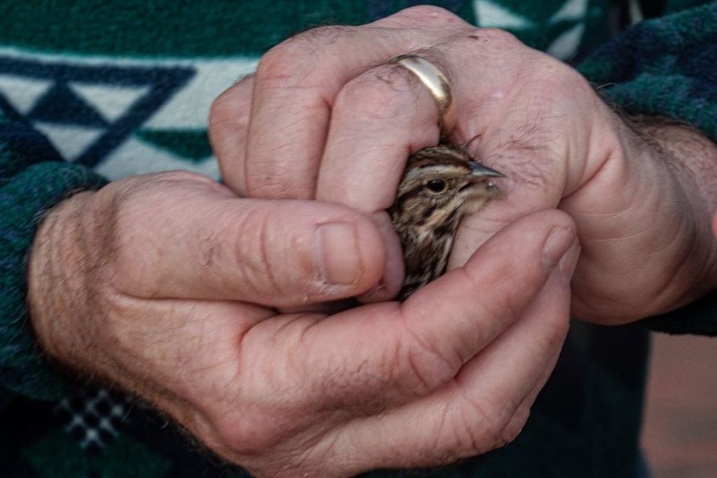 A song sparrow rests in Jon Merryman hands after surviving a window collision.