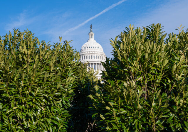 The U.S. Capitol behind two pronounced bushes.
