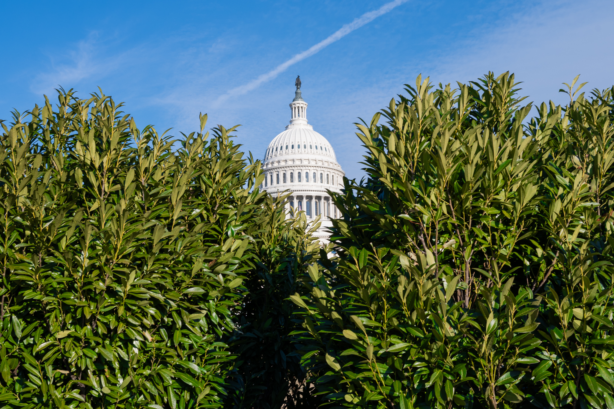 The U.S. Capitol behind two pronounced bushes.